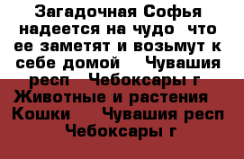 Загадочная Софья надеется на чудо, что ее заметят и возьмут к себе домой. - Чувашия респ., Чебоксары г. Животные и растения » Кошки   . Чувашия респ.,Чебоксары г.